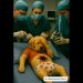 The dog ate ants along with ice cream #shorts #ai #dog #puppy #icecream The dog ate ants along with ice cream #shorts #ai #dog #puppy #icecream