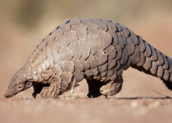 TikTok fuelling the endangered wild animal trade