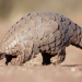 TikTok fuelling the endangered wild animal trade TikTok fuelling the endangered wild animal trade