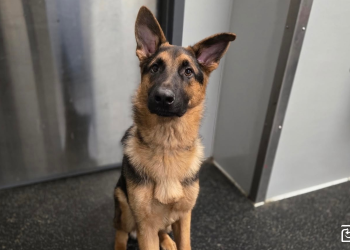 Tips For a Successful Dog Daycare Experience for German Shepherds