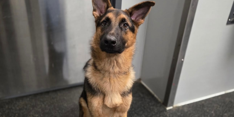 Tips For a Successful Dog Daycare Experience for German Shepherds