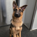 Tips For a Successful Dog Daycare Experience for German Shepherds Tips For a Successful Dog Daycare Experience for German Shepherds