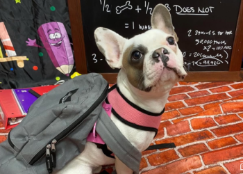 Tips to Navigate Your Dog’s Separation Anxiety During Back-to-School Season