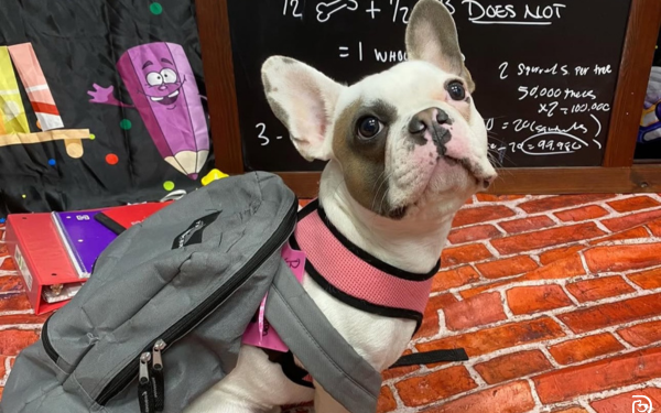 Tips to Navigate Your Dog’s Separation Anxiety During Back-to-School Season