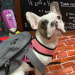 Tips to Navigate Your Dog’s Separation Anxiety During Back-to-School Season Tips to Navigate Your Dog’s Separation Anxiety During Back-to-School Season