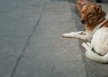 Understanding Dog Guardianship In Greater Bangkok