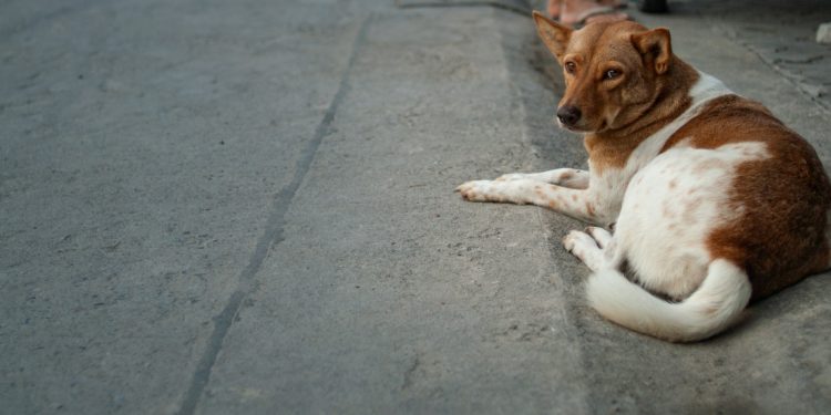 Understanding Dog Guardianship In Greater Bangkok