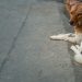 Understanding Dog Guardianship In Greater Bangkok Understanding Dog Guardianship In Greater Bangkok