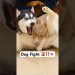 What triggers pit bull attacks? 🚨 #shorts #dog #husky #bullydog #pitbull What triggers pit bull attacks? 🚨 #shorts #dog #husky #bullydog #pitbull