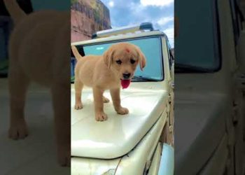 new puppy add | Labrador puppy | cute dog video | funny dog | family dog | #short #youtube #dog