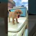 new puppy add | Labrador puppy | cute dog video | funny dog | family dog | #short #youtube #dog new puppy add | Labrador puppy | cute dog video | funny dog | family dog | #short #youtube #dog