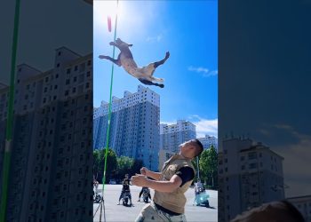 power of dog man on jump #trending #dog #shortsvideo #viral #youtubeshorts