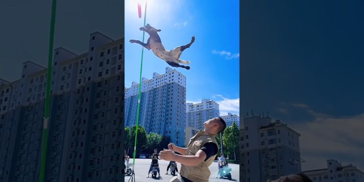 power of dog man on jump #trending #dog #shortsvideo #viral #youtubeshorts