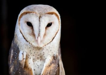 Adopt an Owl | Freedom for Animals