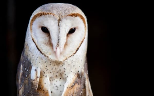 Adopt an Owl | Freedom for Animals Adopt an Owl | Freedom for Animals