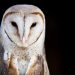 Adopt an Owl | Freedom for Animals