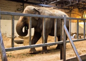 Adopt an elephant | Freedom for Animals
