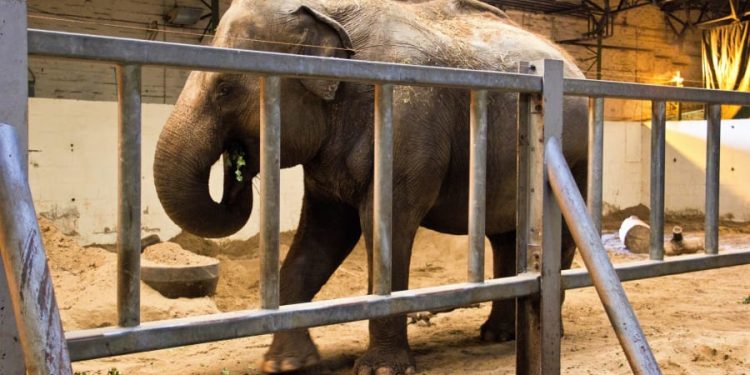 Adopt an elephant | Freedom for Animals