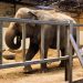 Adopt an elephant | Freedom for Animals