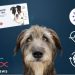 Beyond Breed: Basepaws Offers Science-Backed Insights For A Healthier Pup Beyond Breed: Basepaws Offers Science-Backed Insights For A Healthier Pup