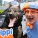 Blippi Meets Police Heroes & Their K9 Dog! 🚓🐶 | Educational Kids Video Blippi Meets Police Heroes & Their K9 Dog! 🚓🐶 | Educational Kids Video
