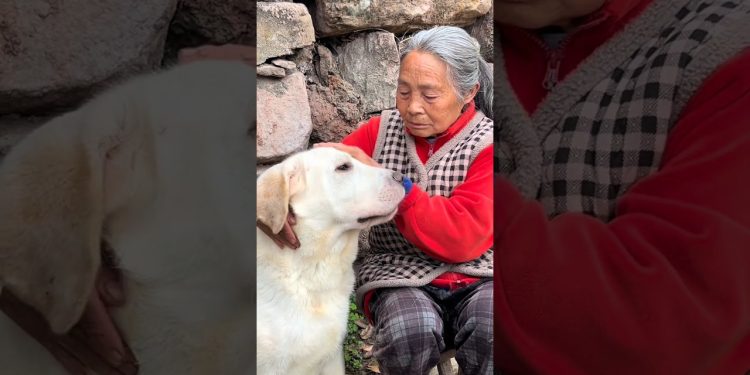 Dog Makes Grandma Life Better 😍