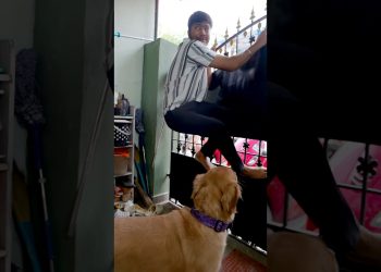 Dog Owners !! Crcta ?? #harishhatricks #comedy #youtubeshorts #Dog