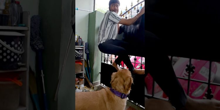 Dog Owners !! Crcta ?? #harishhatricks #comedy #youtubeshorts #Dog
