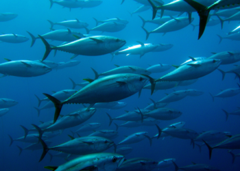 EU-Indonesia agreement: opportunity to strengthen cooperation on animal welfare