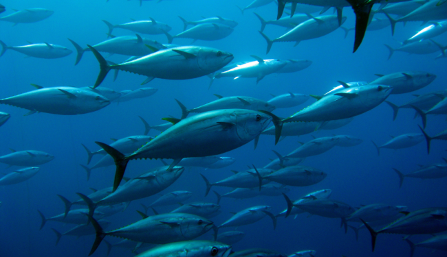 EU-Indonesia agreement: opportunity to strengthen cooperation on animal welfare