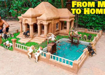 From Mud to Home: Clay Dog House Built for Rescue Puppies