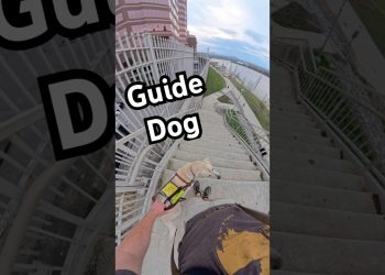Guide Dog Navigates His Human Down A Long Staircase! #guidedog #dog #dogs