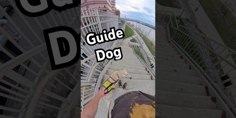 Guide Dog Navigates His Human Down A Long Staircase! #guidedog #dog #dogs