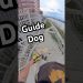 Guide Dog Navigates His Human Down A Long Staircase! #guidedog #dog #dogs Guide Dog Navigates His Human Down A Long Staircase! #guidedog #dog #dogs