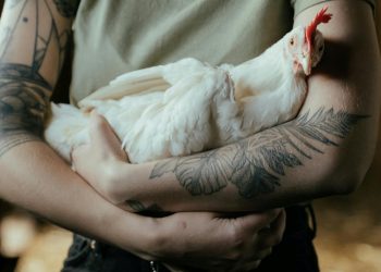 How Much Do Animals Feel? Understanding Welfare Ranges