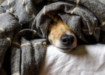 How Support May Help Dogs Stay Adopted