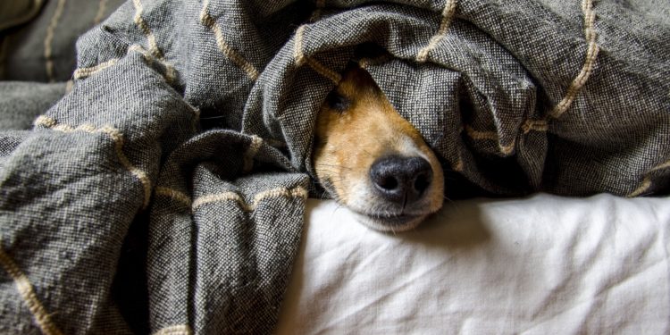 How Support May Help Dogs Stay Adopted