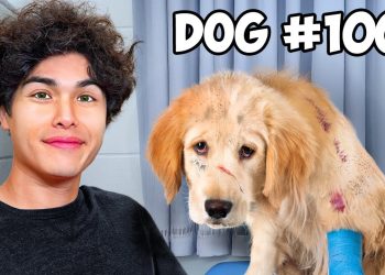 I Saved 100 Dogs from Dying