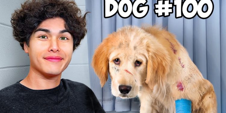 I Saved 100 Dogs from Dying