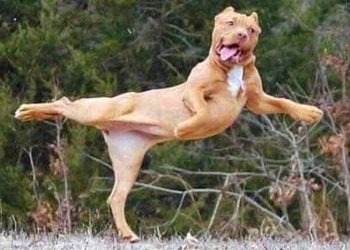 I would die laughing for these comedian dogs 😂 Funny Dog Videos