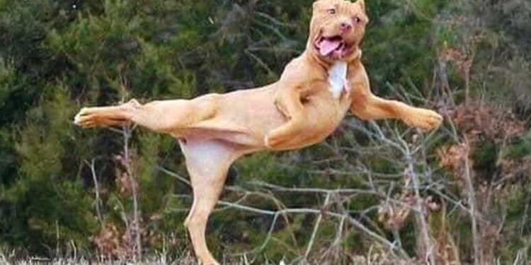 I would die laughing for these comedian dogs 😂 Funny Dog Videos