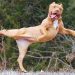 I would die laughing for these comedian dogs 😂 Funny Dog Videos I would die laughing for these comedian dogs 😂 Funny Dog Videos