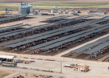 Industrial Animal Farms Contribute To Environmental Injustice