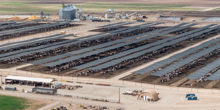 Industrial Animal Farms Contribute To Environmental Injustice
