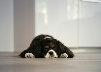 Is Your Dog Lonely? Here’s How to Tell