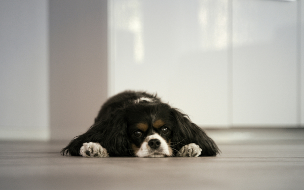 Is Your Dog Lonely? Here’s How to Tell