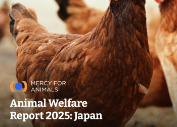 Japan’s Biggest Food Companies Are Falling Behind on Animal Welfare. Here Is Who’s Leading and Who’s Not