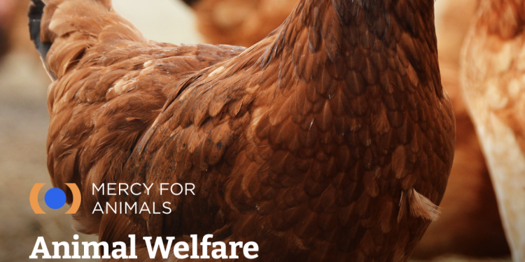 Japan’s Biggest Food Companies Are Falling Behind on Animal Welfare. Here Is Who’s Leading and Who’s Not