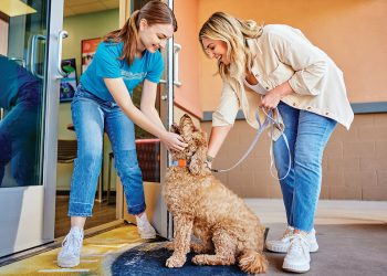 Meet DASH: The New Way to See Your Dog’s Day in Motion