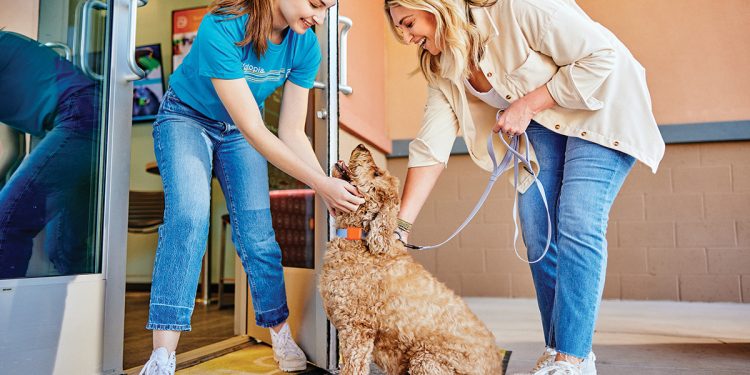 Meet DASH: The New Way to See Your Dog’s Day in Motion